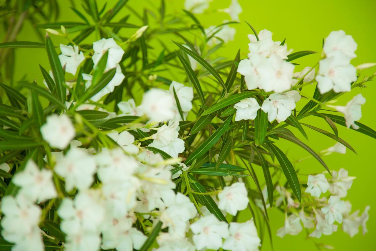 The Lifeco Antalya Well-Being Detox Center And Vegan Hotel מראה חיצוני תמונה